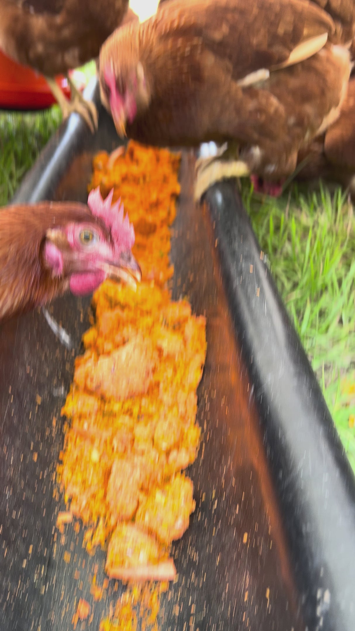 Eggs