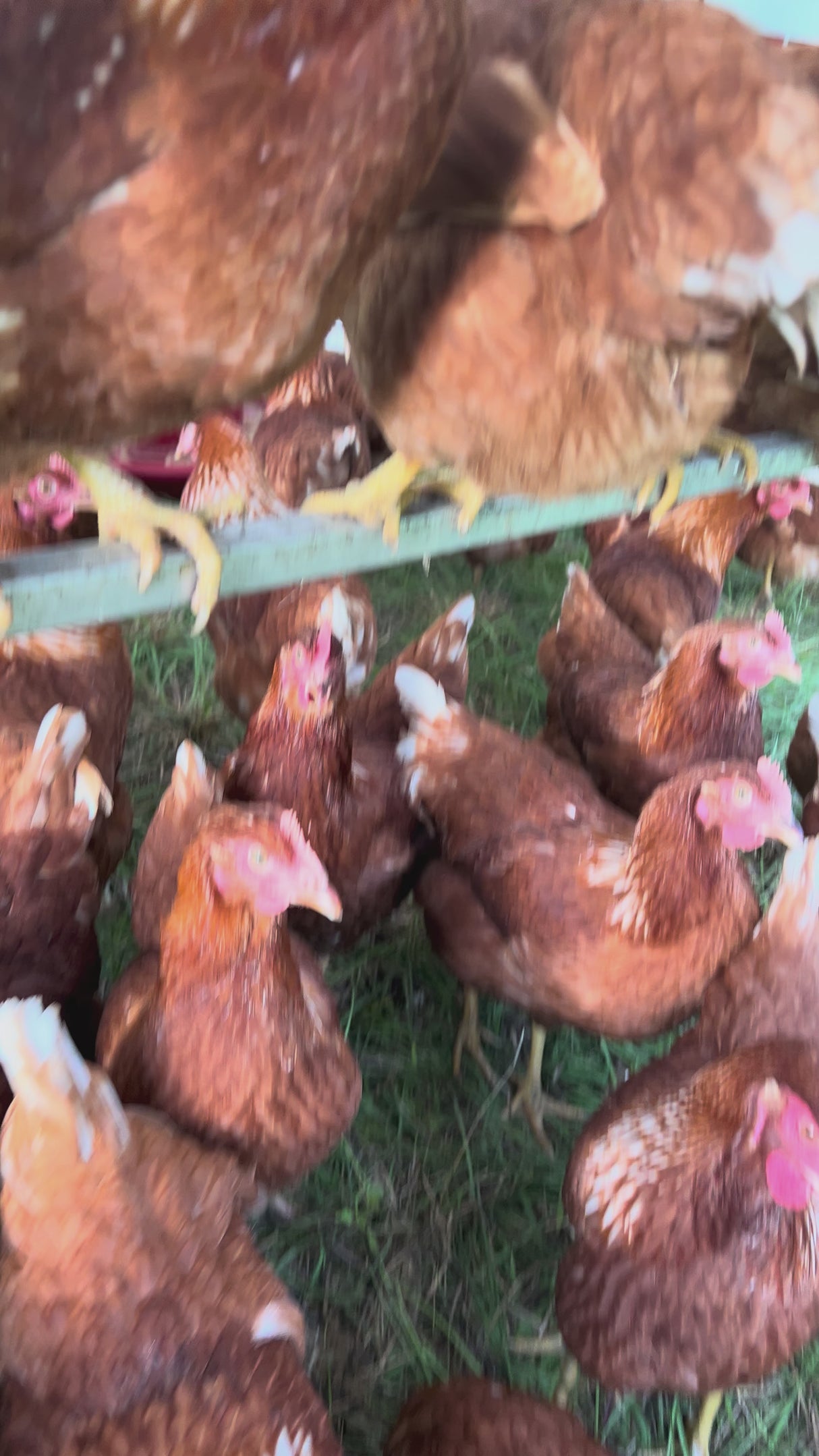 Eggs